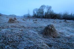Willows and grass covered with hoarfrost in the fog. photo