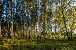 Birch forest in summer evening. photo