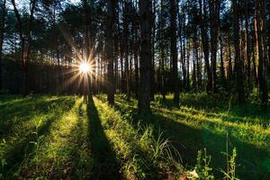 scene of beautiful sunset at summer pine forest with trees and grass photo