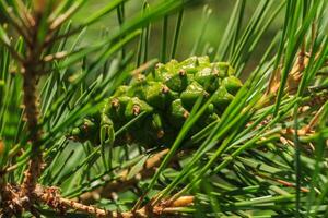 Young pine green cones in the forest photo
