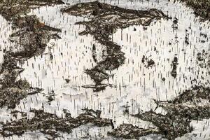 the bark of birch texture. wooden background for design photo