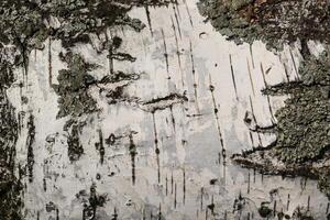 the bark of birch texture. wooden background for design photo