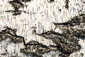 the bark of birch texture. wooden background for design photo