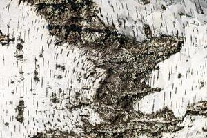the bark of birch texture. wooden background for design photo