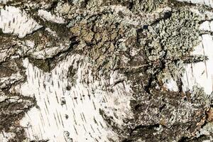 the bark of birch texture. wooden background for design photo