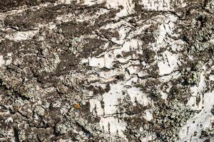 the bark of birch texture. wooden background for design photo