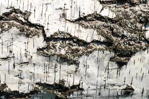 the bark of birch texture. wooden background for design photo