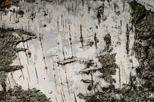 the bark of birch texture. wooden background for design photo