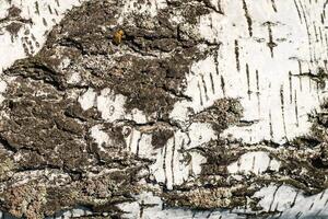 the bark of birch texture. wooden background for design photo