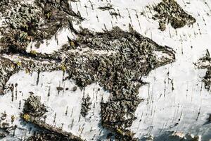 the bark of birch texture. wooden background for design photo