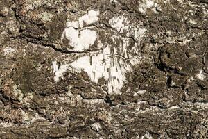 the bark of birch texture. wooden background for design photo