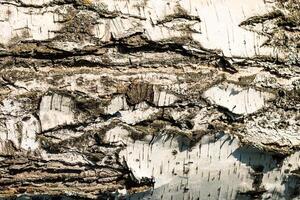 the bark of birch texture. wooden background for design photo