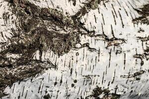 the bark of birch texture. wooden background for design photo