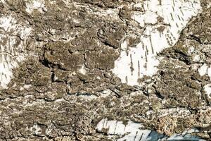 the bark of birch texture. wooden background for design photo