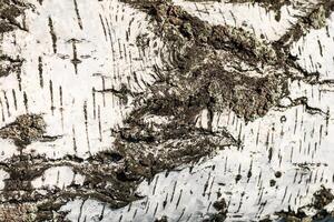 the bark of birch texture. wooden background for design photo