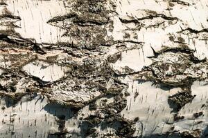 the bark of birch texture. wooden background for design photo