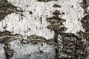 the bark of birch texture. wooden background for design photo