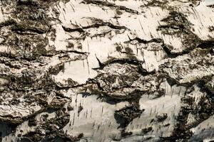 the bark of birch texture. wooden background for design photo
