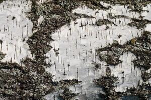the bark of birch texture. wooden background for design photo