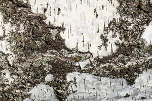the bark of birch texture. wooden background for design photo
