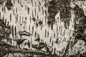 the bark of birch texture. wooden background for design photo