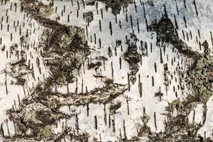 the bark of birch texture. wooden background for design photo