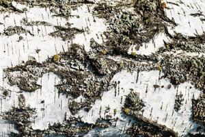 the bark of birch texture. wooden background for design photo