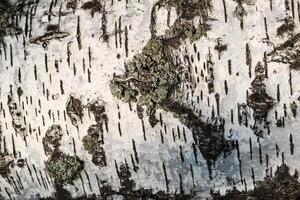 the bark of birch texture. wooden background for design photo