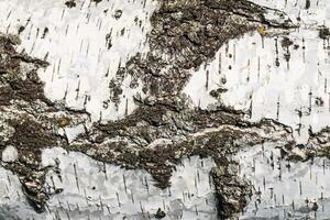 the bark of birch texture. wooden background for design photo