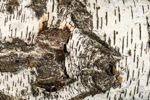 the bark of birch texture. wooden background for design photo