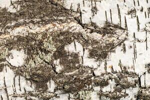 the bark of birch texture. wooden background for design photo
