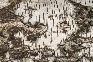 the bark of birch texture. wooden background for design photo