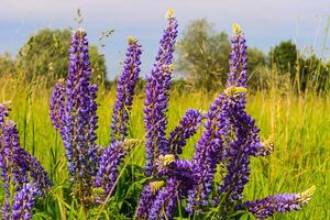 Lupinus, lupin, lupine field with pink purple and blue flowers photo