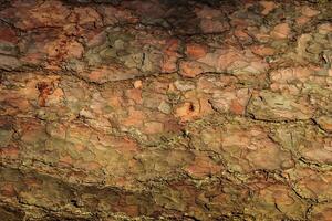 the bark of old pine tree texture photo