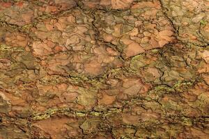 the bark of old pine tree texture photo