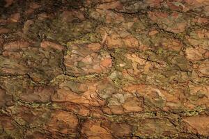 the bark of old pine tree texture photo