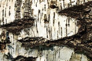 the bark of old birch tree texture photo