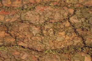 the bark of old pine tree texture photo