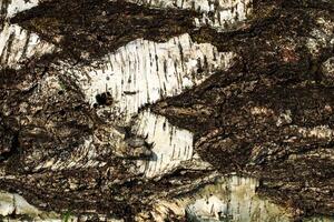 the bark of old birch tree texture photo