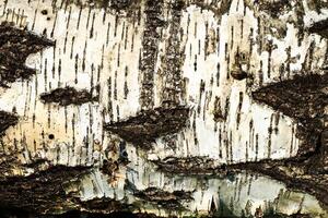 the bark of old birch tree texture photo