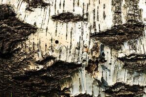 the bark of old birch tree texture photo