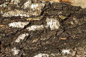 the bark of old birch tree texture photo