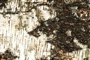 the bark of old birch tree texture photo