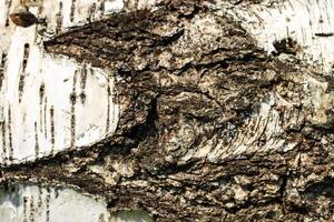 the bark of old birch tree texture photo