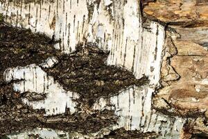 the bark of old birch tree texture photo