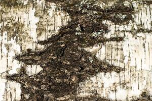 the bark of old birch tree texture photo