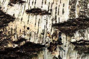the bark of old birch tree texture photo