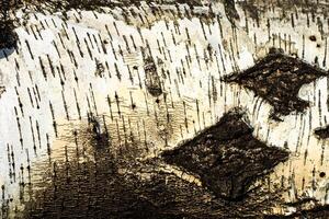 the bark of old birch tree texture photo
