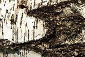 the bark of old birch tree texture photo