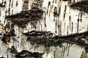 the bark of old birch tree texture photo